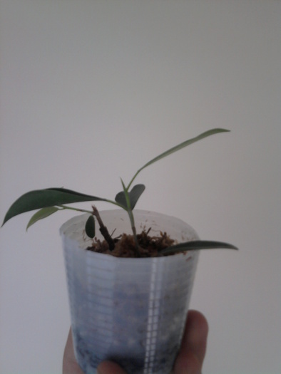 Pui ficus retusa 2 - Pui ficus retusa