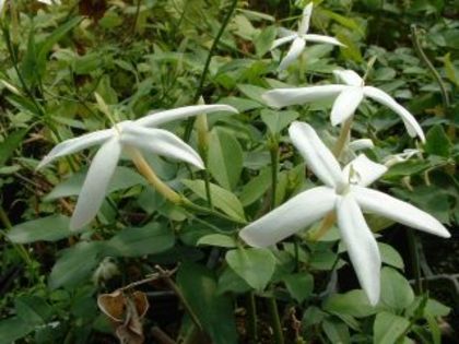 JASMIN AZORICUM - azoricum