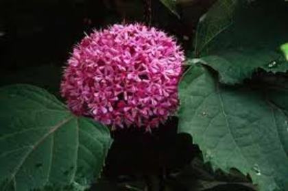 clerodendron bungei - bungei