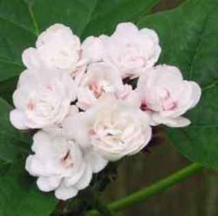 Clerodendrum philippinum - philippinum