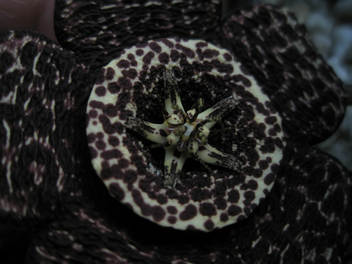 Stapelia variegata - centrul florii