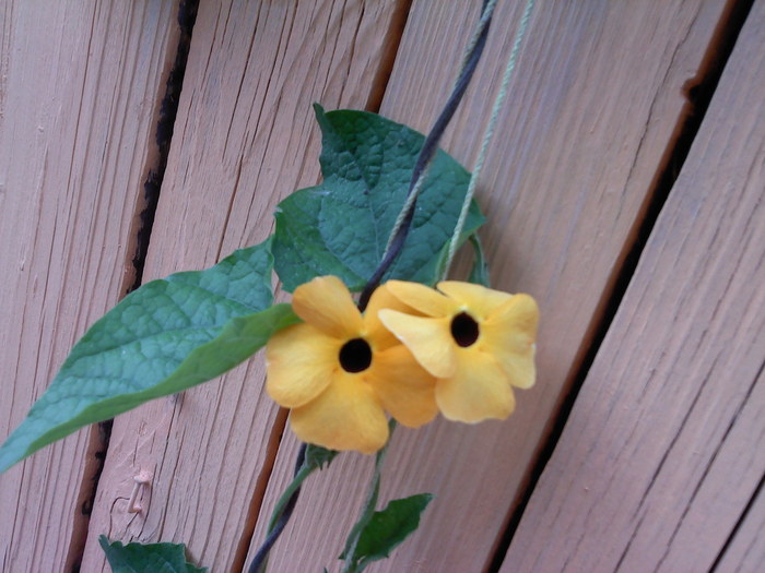 P160710_14.39_[04] - thunbergia galben