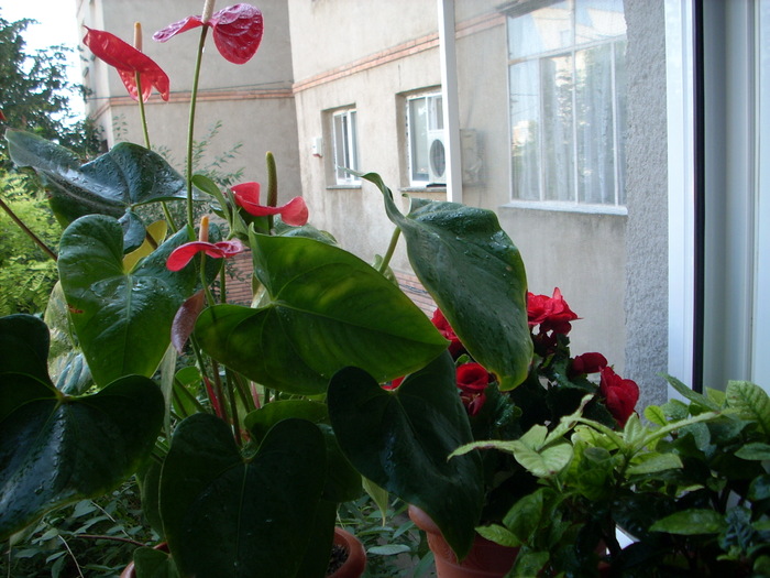 ANTHURIUM; DE CAND AM CUMPARAT O MI A BUCURAT INIMA SI SUFLETUL CU FLORILE EI !
