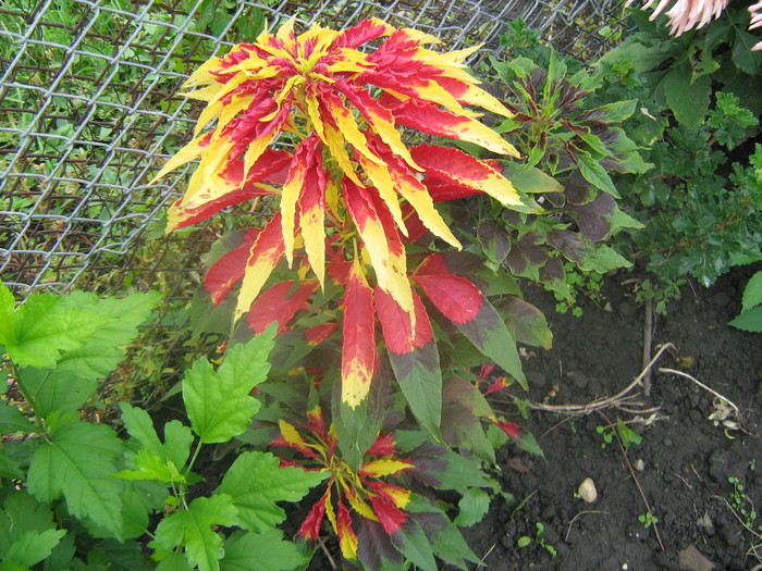 IMG_8164 - Amaranthus tricolor