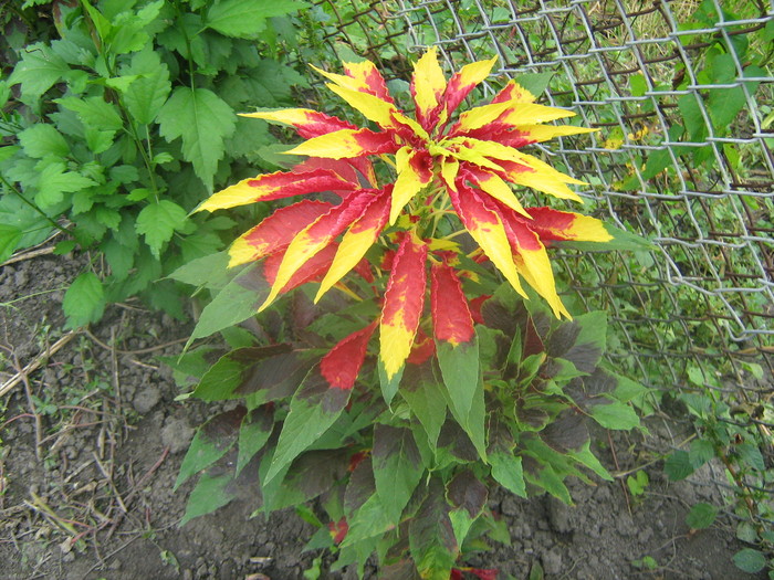 IMG_7967 - Amaranthus tricolor