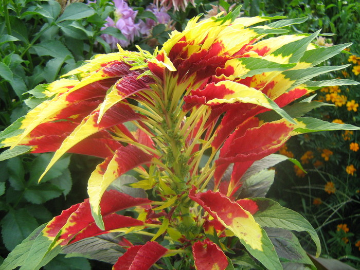 IMG_8112 - Amaranthus tricolor