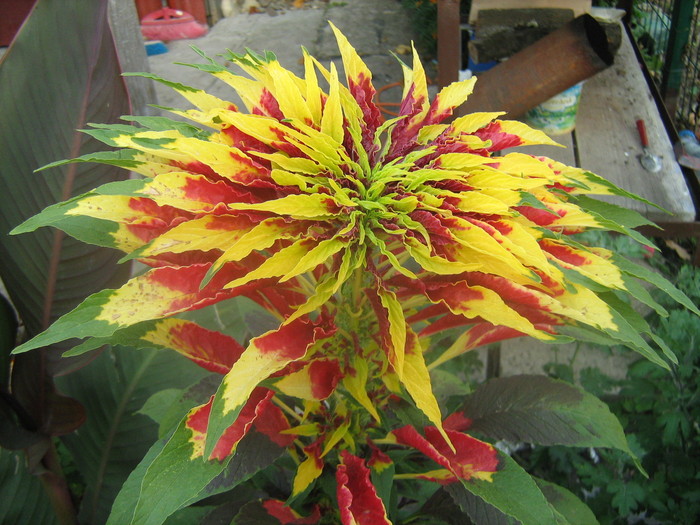 IMG_8113 - Amaranthus tricolor