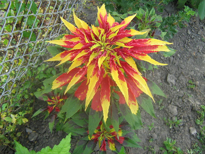 IMG_8114 - Amaranthus tricolor