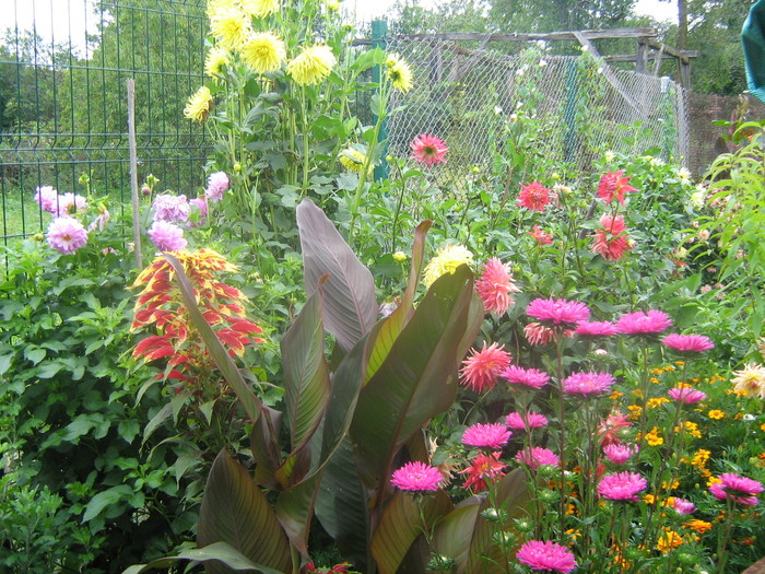 IMG_8156 - Amaranthus tricolor