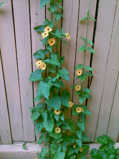 P260710_20.25_[02] - thunbergia galben