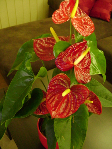 Anthurium - Anthurium-decedat