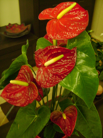 Anthurium