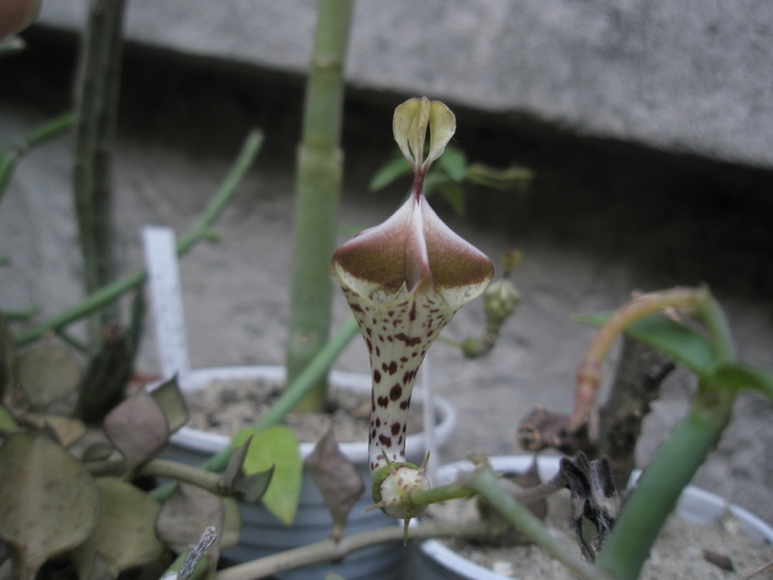 Ceropegia distincta - floare 15.09 - Ceropegia