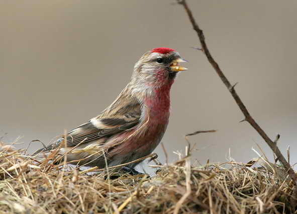 Inarita_Carduelis_Flammea - Pasari Indigene