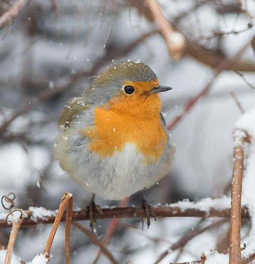 Macaleandru_Erithacus_Rubecula - Pasari Indigene