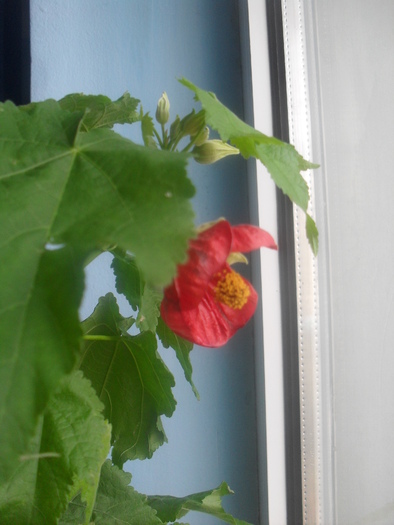 SDC13687 - ABUTILON-2010