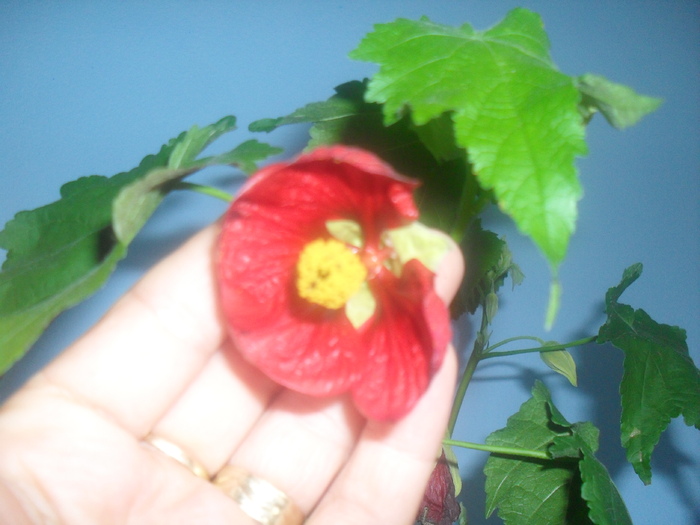 SDC13690 - ABUTILON-2010