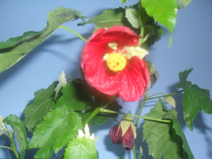 SDC13691 - ABUTILON-2010