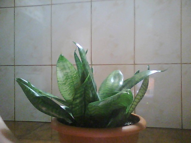 sansevieria hahnii; sansevieria hahnii
