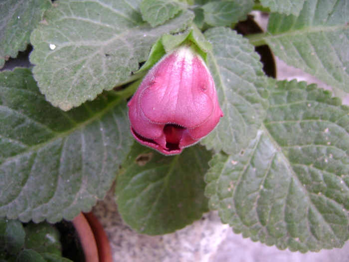 DSC05165 - gloxinia tigrina red