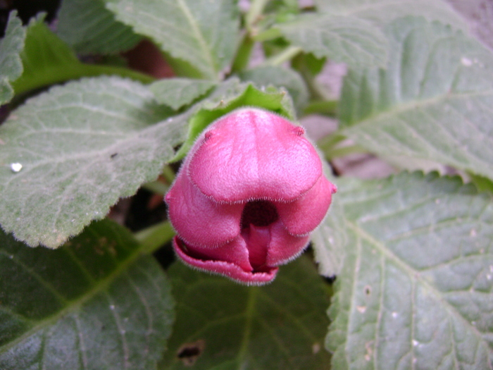 DSC05150 - gloxinia tigrina red