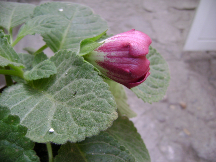 DSC05164 - gloxinia tigrina red