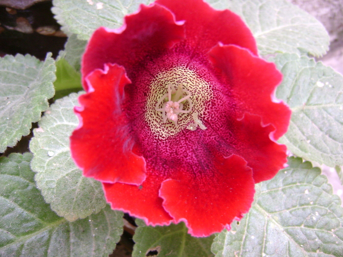 DSC05166 - gloxinia tigrina red