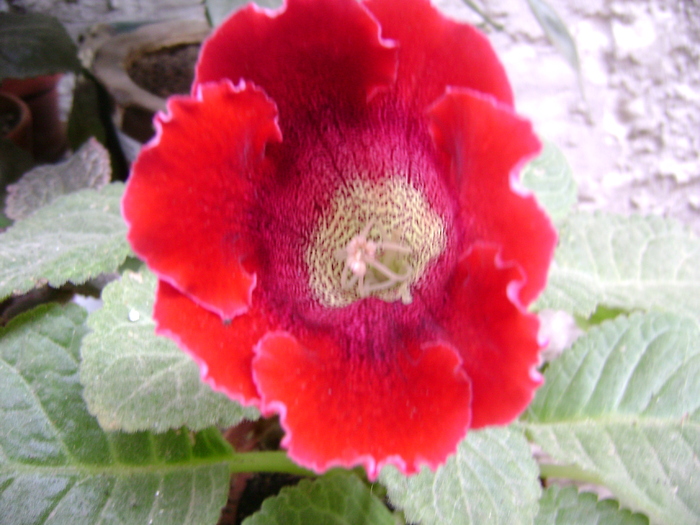 DSC05167 - gloxinia tigrina red