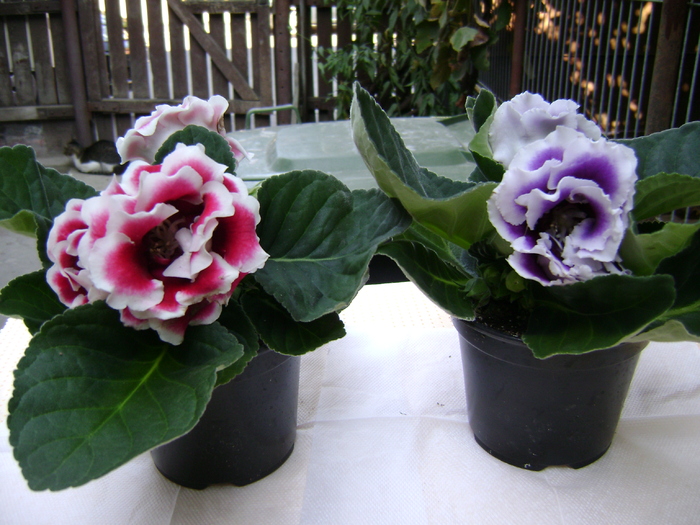 noi achizitii 16.09.2010