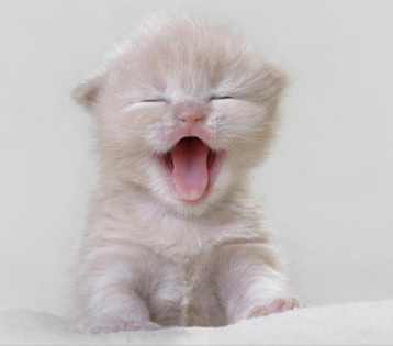 poze-haioase-poze-dragute-pisici-animale-haioase-080815 - Animale amuzante