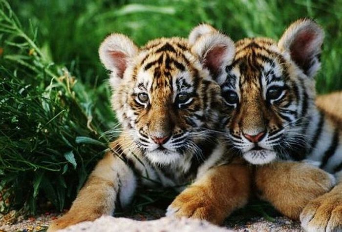 doi_tigri_siberieni_s_au_nascut_in_gradina_zoologica - tigrii