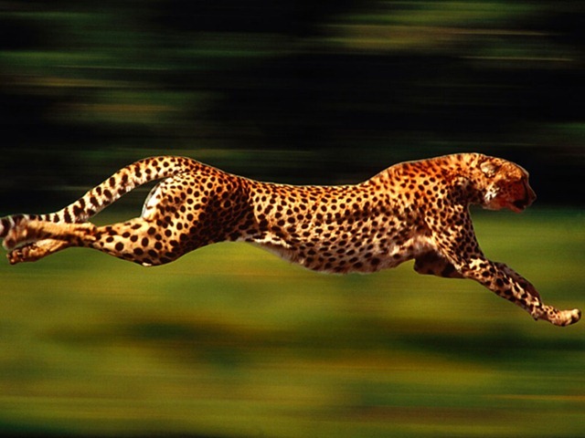 ghepard1 - ghepard