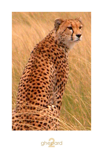 ghepard_2_by_pinkland
