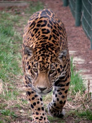 normal_poza_jaguar - ghepard