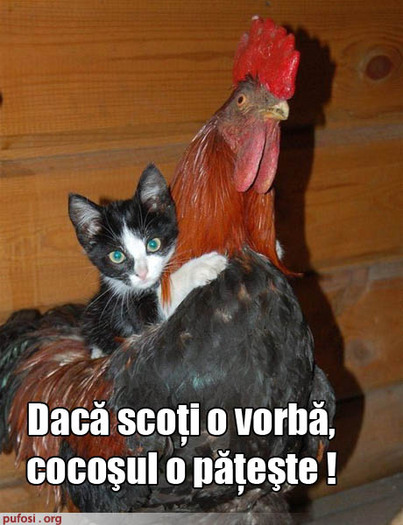 Pisoiul omoara cocosul