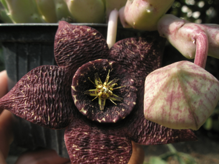 Stapelia variegata - floare si boboc - Stapelia variegata