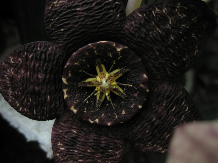 Stapelia variegata - centrul - Stapelia variegata