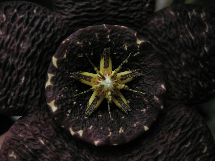 macro 1 - Stapelia variegata