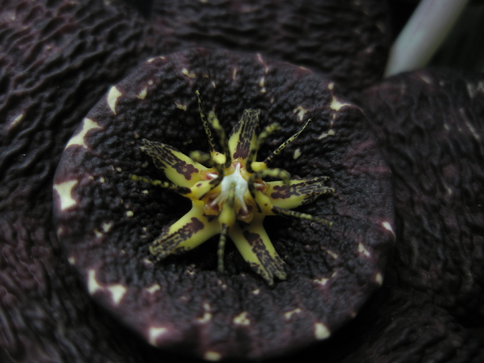 macro 2 - Stapelia variegata