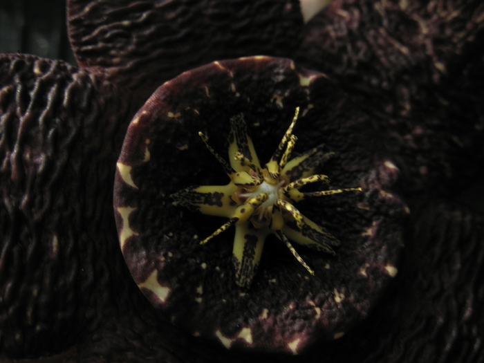 macro 3 - Stapelia variegata