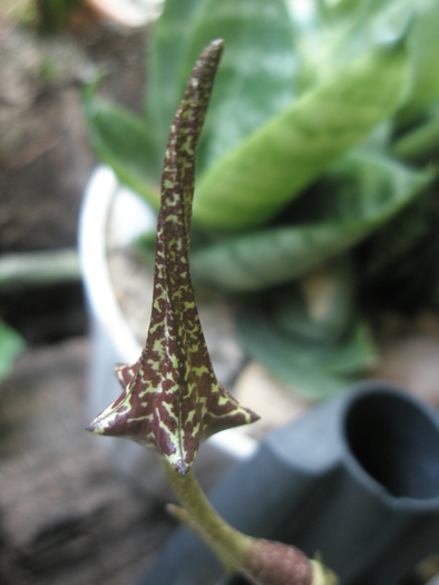 Ceropegia stapeliformis - varful bobocului