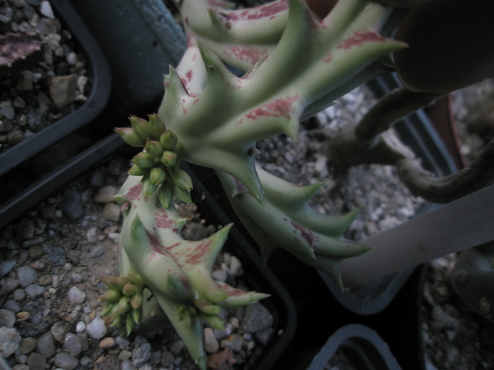 Caralluma sau Orbea - boboci 17.09