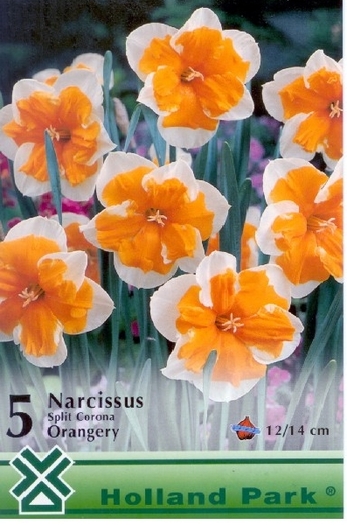 narcise orangery; narcise orangery-pretul este de 12 lei/pachet de 5 bulbi
