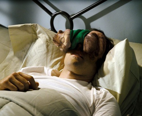 Chipmunks - alvin-and-the-chipmunks photo