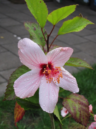 Hibiscus 27 aug 2010