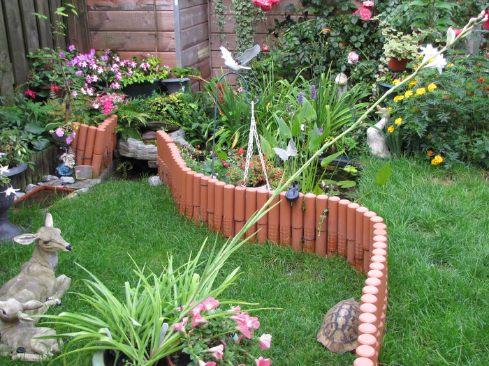 Tuberoza 27 aug 2010 (1) - plante diverse