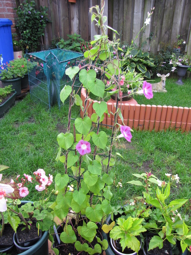 Ipomoea roz 27 aug 2010 (1)