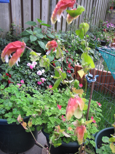 Beloperona 31 aug 2010 - plante diverse