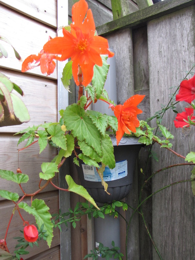 Begonia pendula rosie 31 aug 2010 - begonii