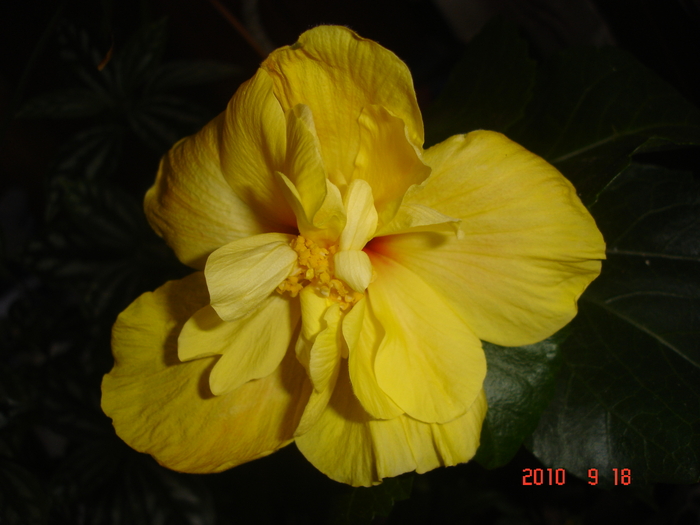 Konig - hibiscus 2010
